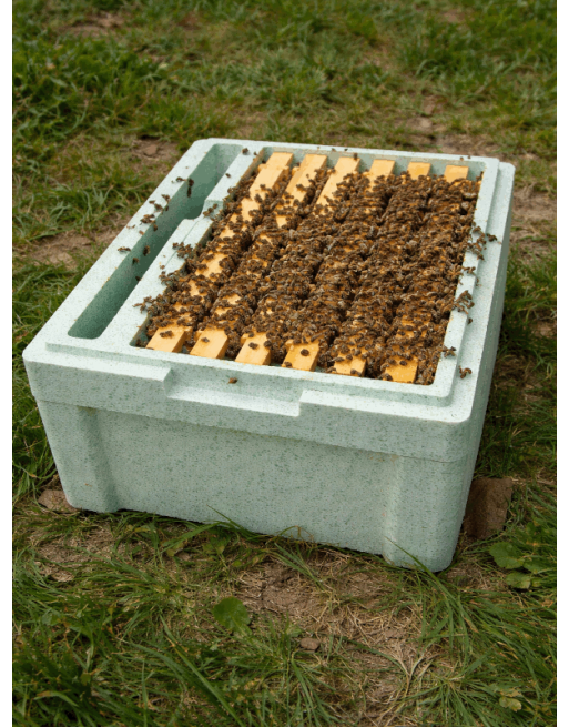 Nucleus of Bees (deposit)